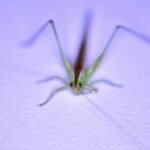 green grasshopper on white textile